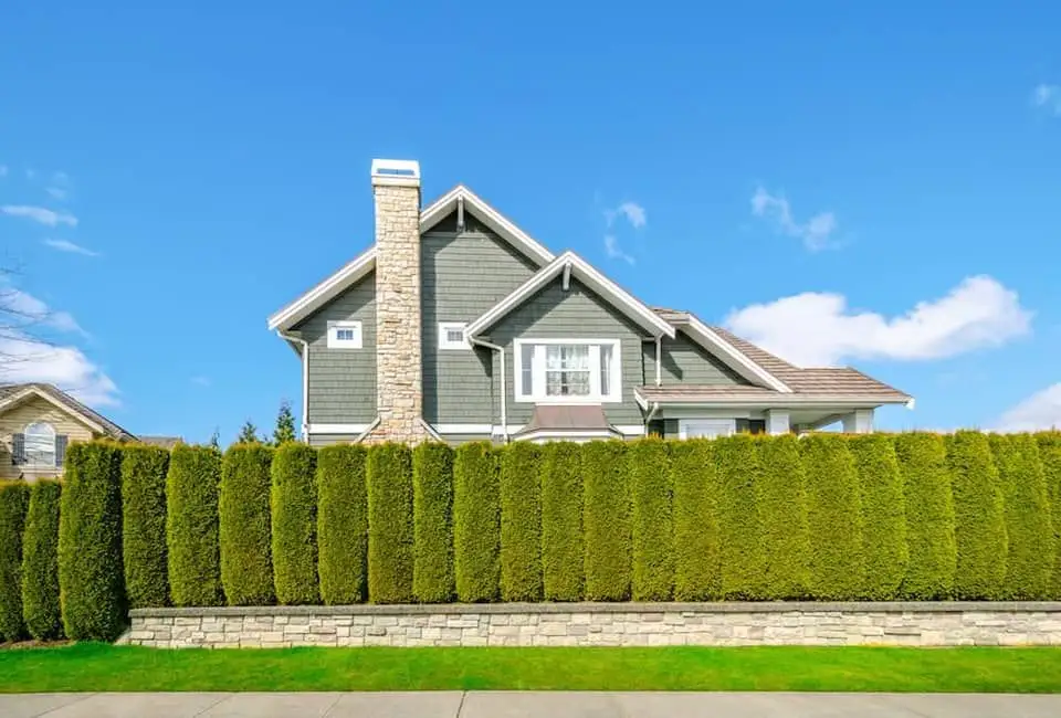 Privacy hedges project image 1