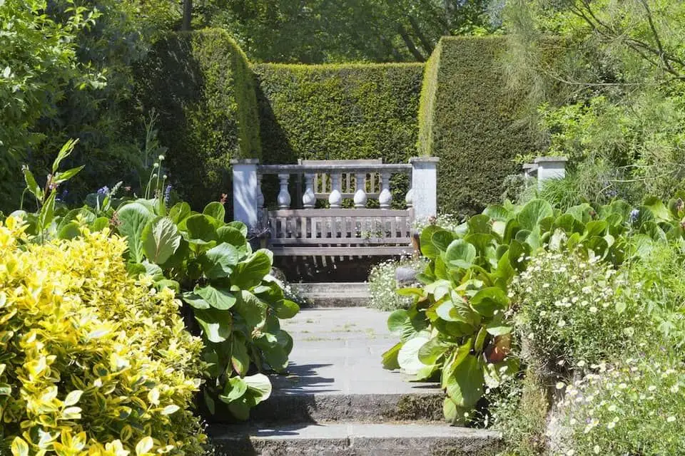 Privacy hedges project image 2