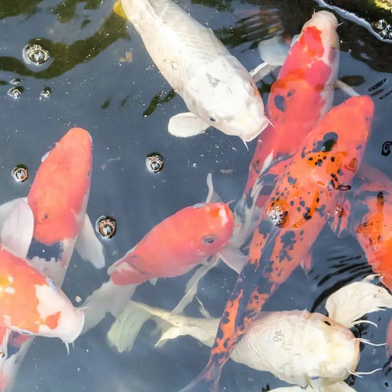 Koi Fish